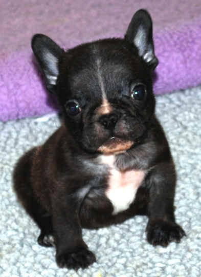 6 weeks