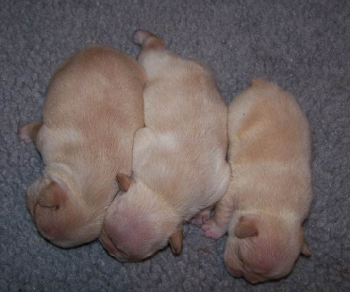 Male #1, 2 and 3 on bottom