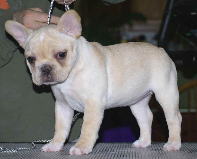 Zuzu-13wks