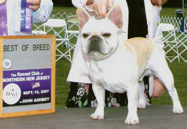 BEST OF BREED WIN