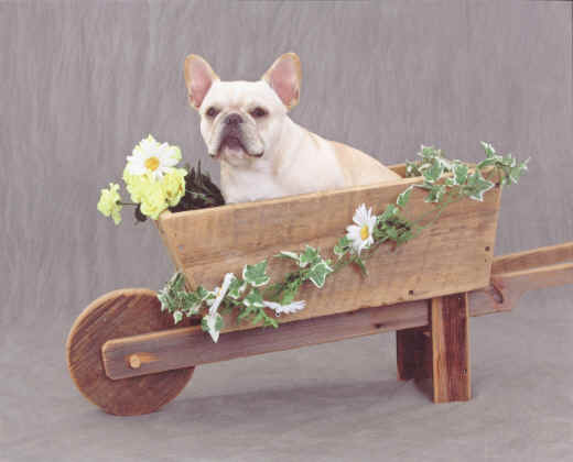 Miss Crystal in her chariot!