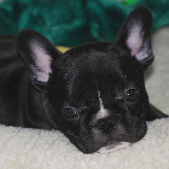 9 weeks