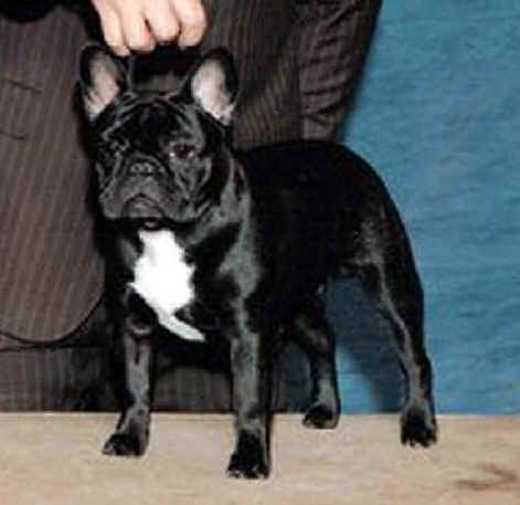 Click for full size photo of Colby at 6 1.2 months presented by Pete Yokum to his first win!