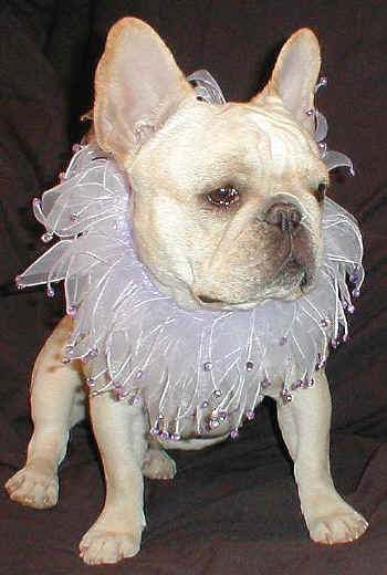 Crystal's Valentine Collar!!!