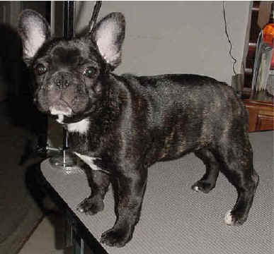 Miss DeeDee at 4 Months!