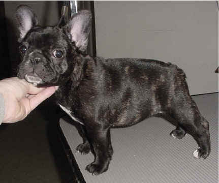 Dee Dee stacked at 11 wks!!!!