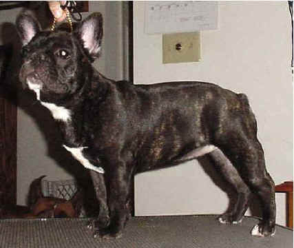 Miss DeeDee at almost 6 Months!