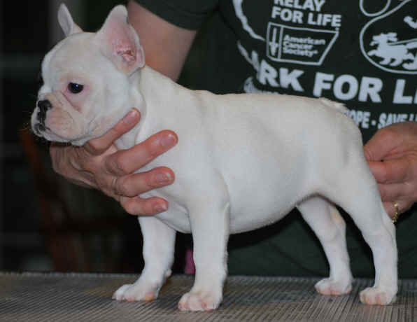9 weeks old