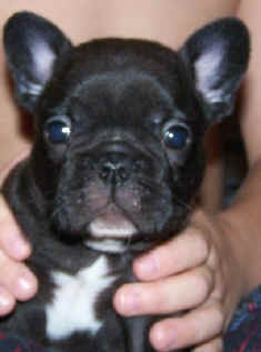 Joker at 5 weeks!