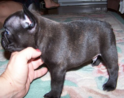 Joker at 5 weeks!