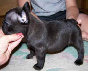 Joker 6 wks