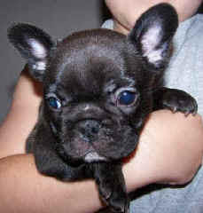 Joker 6 wks