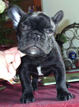 10 weeks
