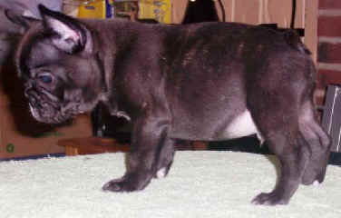 Joker -9wks