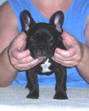 Joker front 10 wks