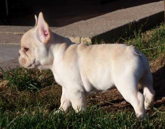 9 weeks - Bone, Structure, Attitude!!!!