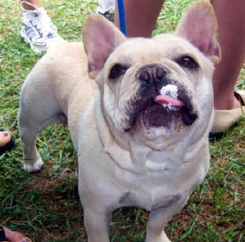 Ozzy enjoying CAKE on his birthday!!!