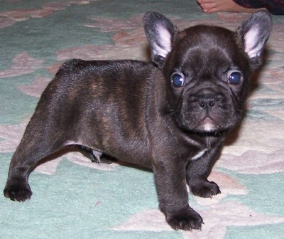 Riddler at 5 weeks!
