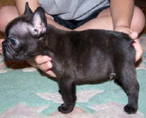 Riddler 6 weeks