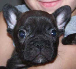 Riddler - 6wks