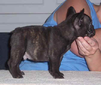 Riddler 10 wks
