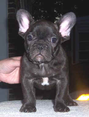 Riddler-Front 10 wks