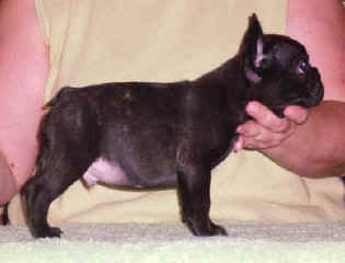 Riddler 9 wks