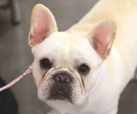 Venus-12mths