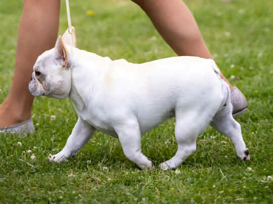 Venus-13mths