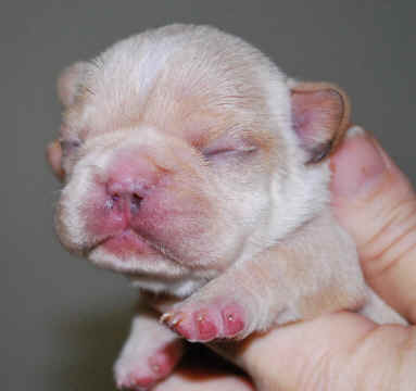 Newborn Zuzu